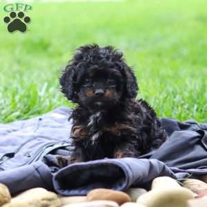 Jake, Cavapoo Puppy